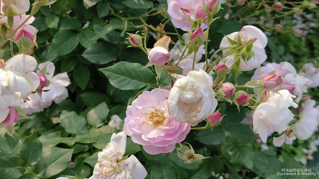 【台南〪後壁】「雅聞湖濱療癒森林」玫瑰花季|超夢幻法式玫瑰花