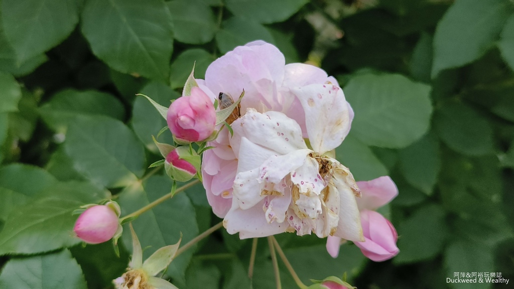 【台南〪後壁】「雅聞湖濱療癒森林」玫瑰花季|超夢幻法式玫瑰花