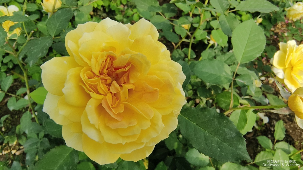 【台南〪後壁】「雅聞湖濱療癒森林」玫瑰花季|超夢幻法式玫瑰花