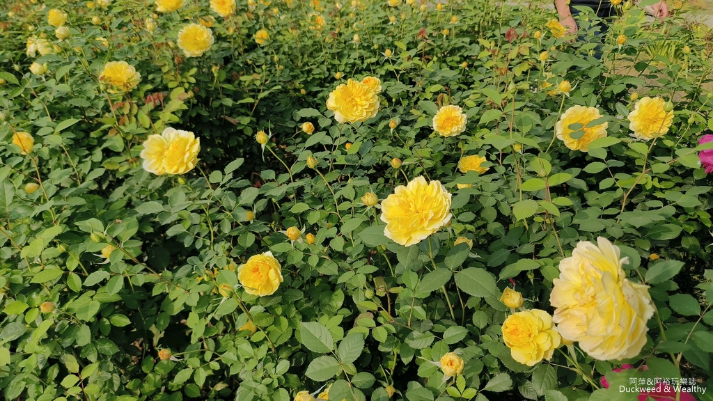 【台南〪後壁】「雅聞湖濱療癒森林」玫瑰花季|超夢幻法式玫瑰花