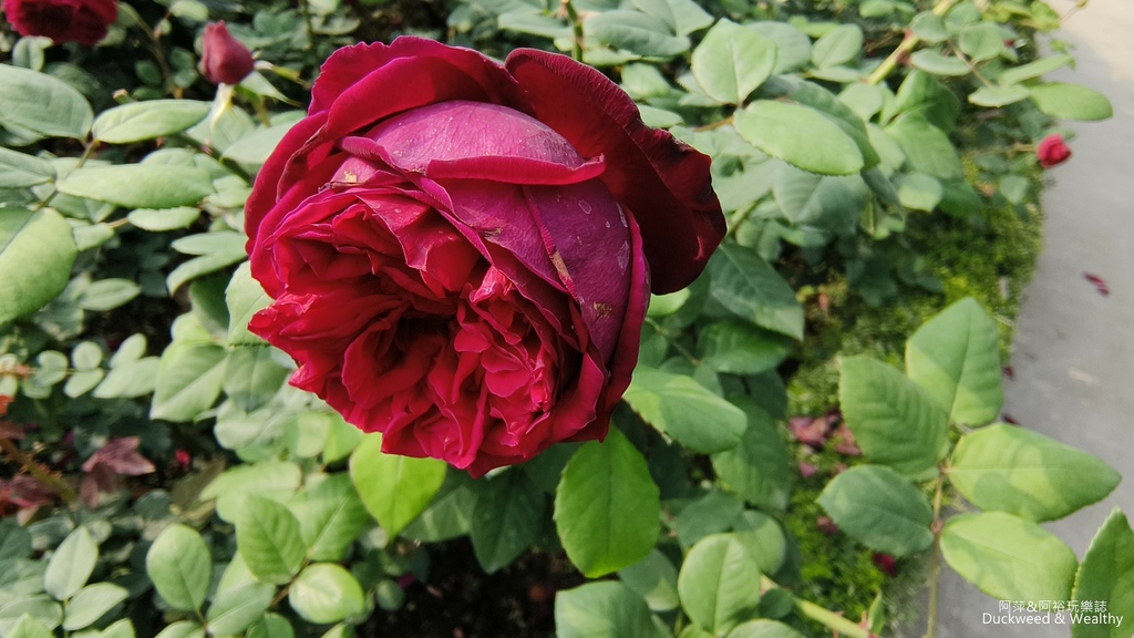 【台南〪後壁】「雅聞湖濱療癒森林」玫瑰花季|超夢幻法式玫瑰花