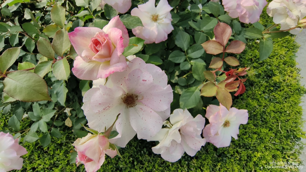 【台南〪後壁】「雅聞湖濱療癒森林」玫瑰花季|超夢幻法式玫瑰花