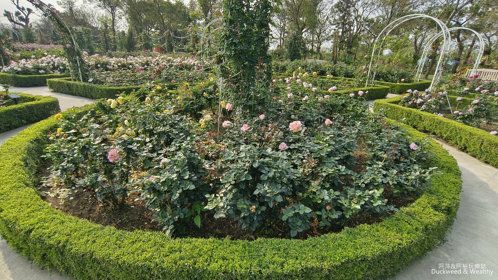 【台南〪後壁】「雅聞湖濱療癒森林」玫瑰花季|超夢幻法式玫瑰花