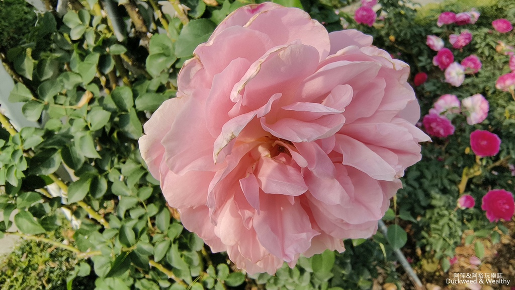 【台南〪後壁】「雅聞湖濱療癒森林」玫瑰花季|超夢幻法式玫瑰花