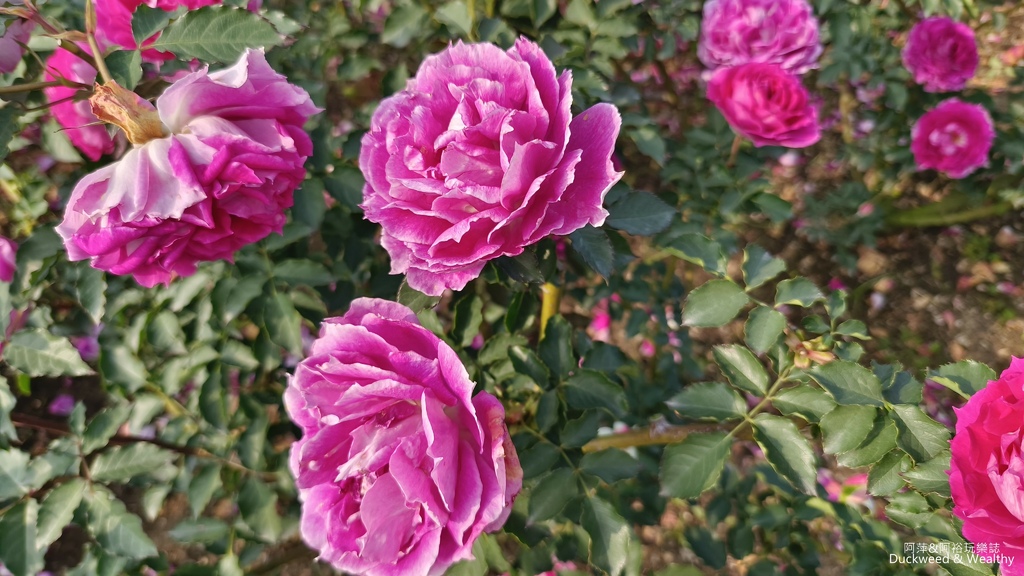 【台南〪後壁】「雅聞湖濱療癒森林」玫瑰花季|超夢幻法式玫瑰花