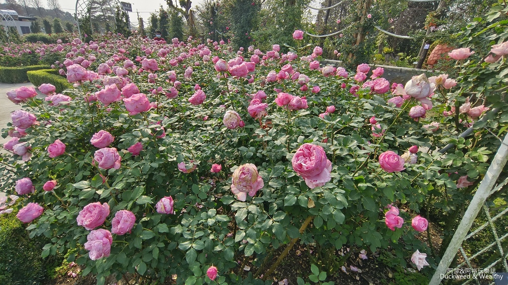 【台南〪後壁】「雅聞湖濱療癒森林」玫瑰花季|超夢幻法式玫瑰花