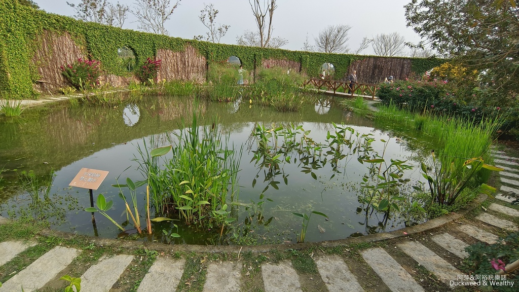 【台南〪後壁】「雅聞湖濱療癒森林」玫瑰花季|超夢幻法式玫瑰花