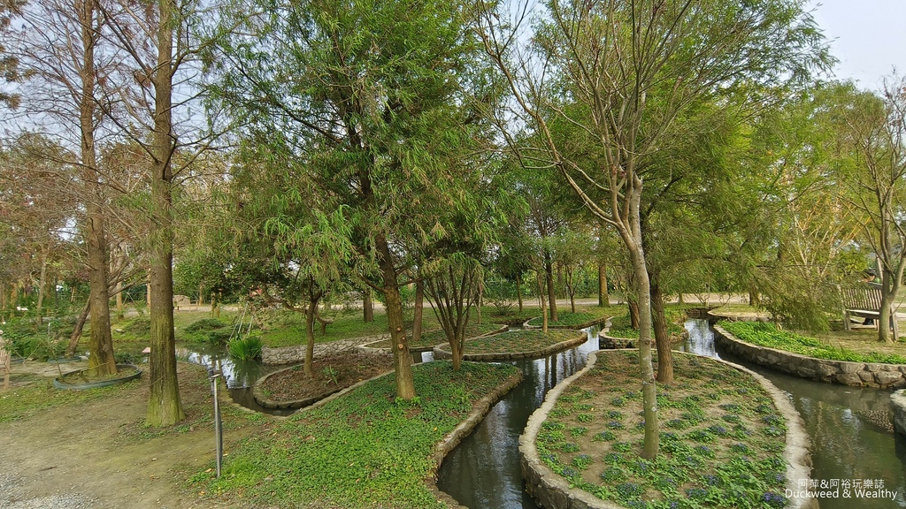 【台南〪後壁】「雅聞湖濱療癒森林」玫瑰花季|超夢幻法式玫瑰花