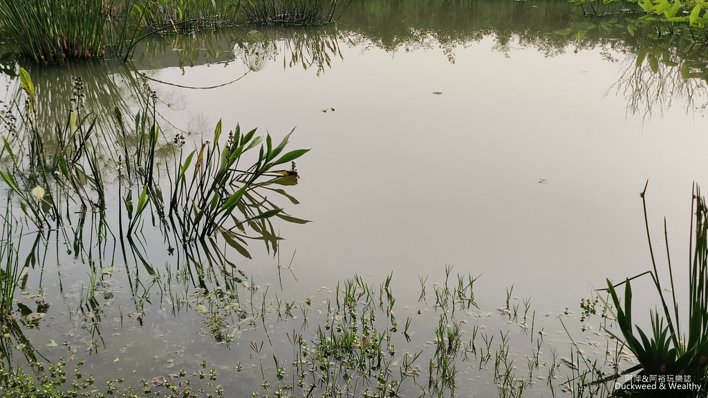 【台南〪後壁】「雅聞湖濱療癒森林」玫瑰花季|超夢幻法式玫瑰花