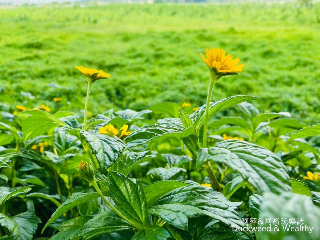 【台南.後壁景點】「小南海自然生態公園」湖光水色的環湖步道∣