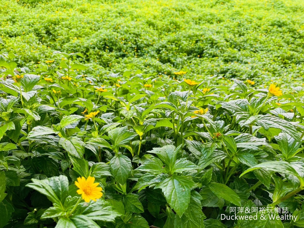 【台南.後壁景點】「小南海自然生態公園」湖光水色的環湖步道∣