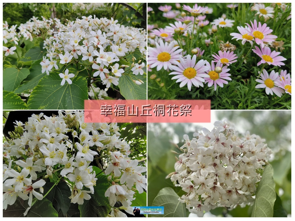 油桐花4格.jpg 油桐花4格.jpg