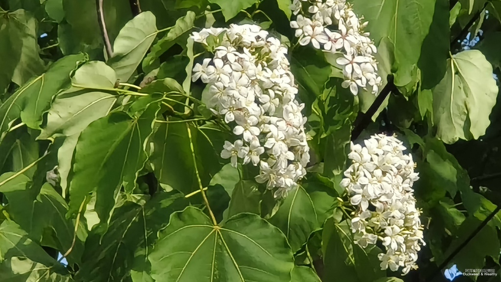 【嘉義景點】幸福山丘「花見幸福‧抵嘉桐聚」隆重登場┃IG熱門
