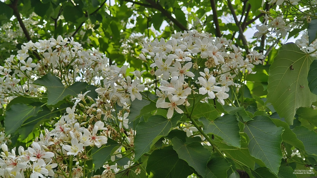 【嘉義景點】幸福山丘「花見幸福‧抵嘉桐聚」隆重登場┃IG熱門