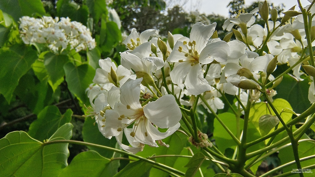 【嘉義景點】幸福山丘「花見幸福‧抵嘉桐聚」隆重登場┃IG熱門