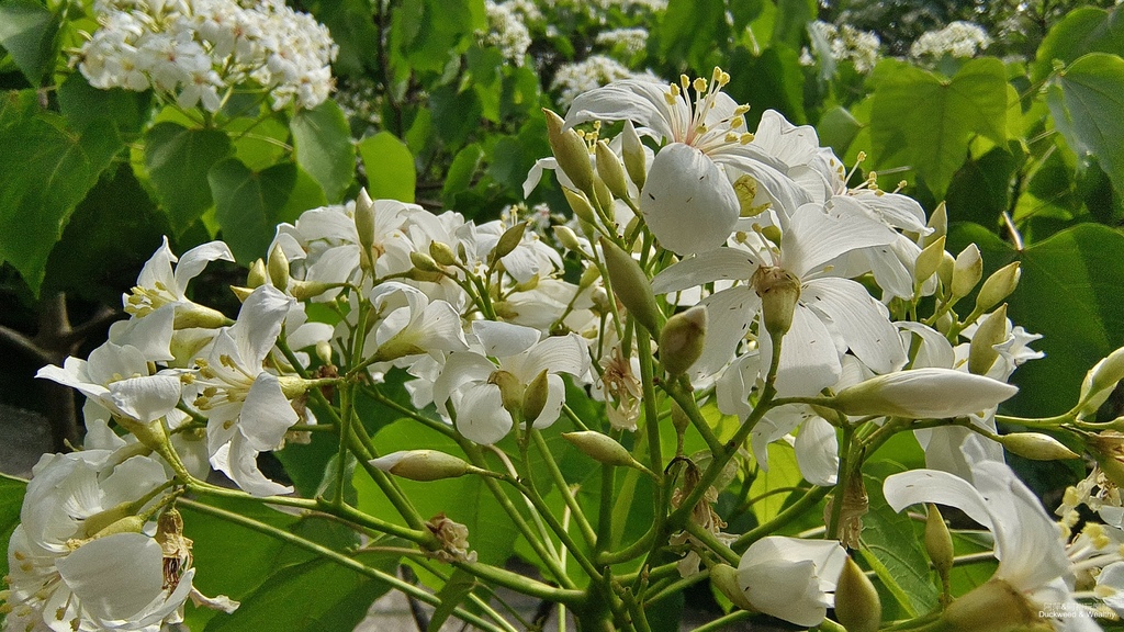 【嘉義景點】幸福山丘「花見幸福‧抵嘉桐聚」隆重登場┃IG熱門