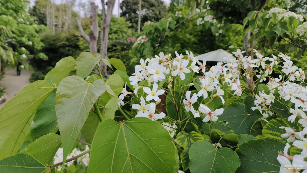 【嘉義景點】幸福山丘「花見幸福‧抵嘉桐聚」隆重登場┃IG熱門