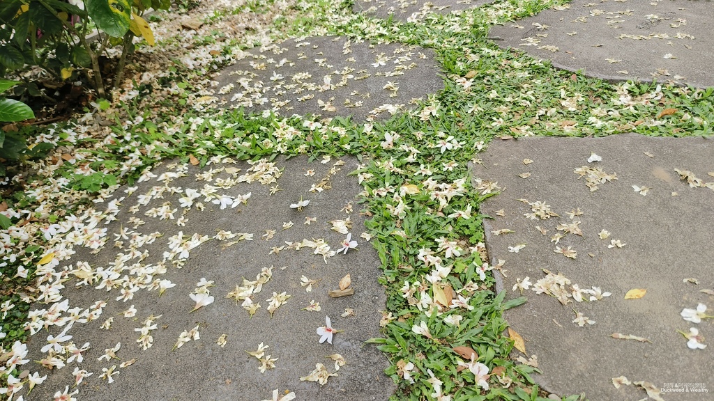 【嘉義景點】幸福山丘「花見幸福‧抵嘉桐聚」隆重登場┃IG熱門