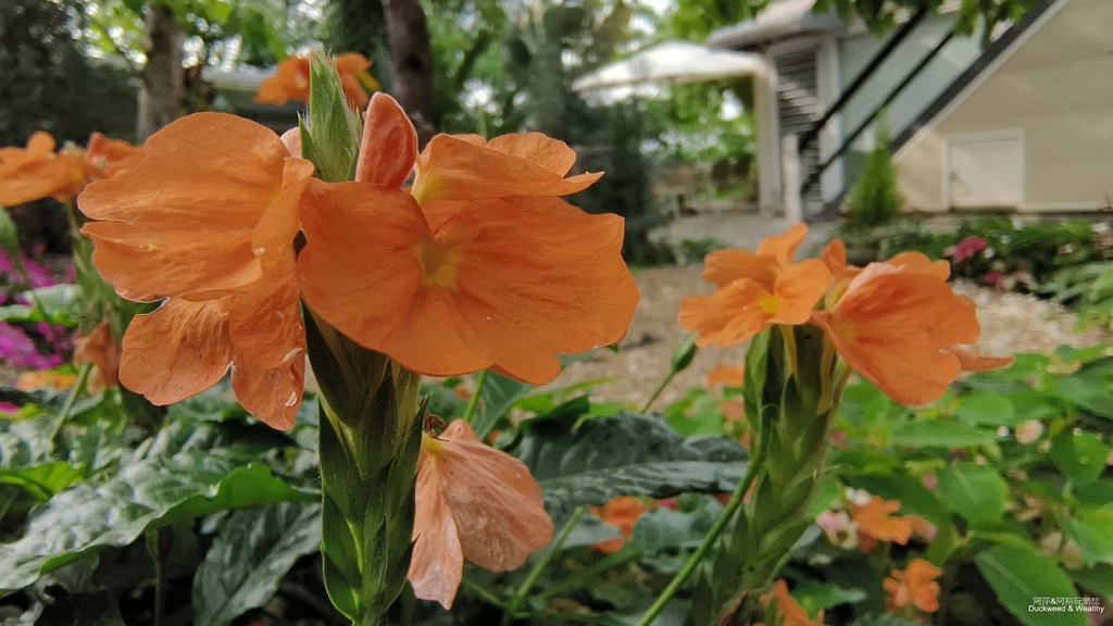 【嘉義景點】幸福山丘「花見幸福‧抵嘉桐聚」隆重登場┃IG熱門