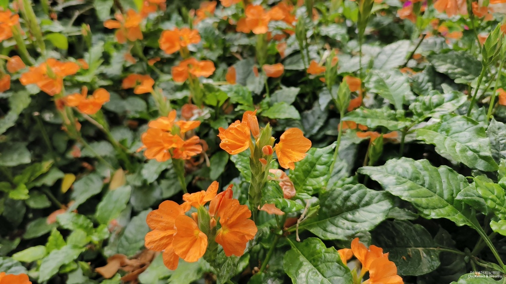 【嘉義景點】幸福山丘「花見幸福‧抵嘉桐聚」隆重登場┃IG熱門
