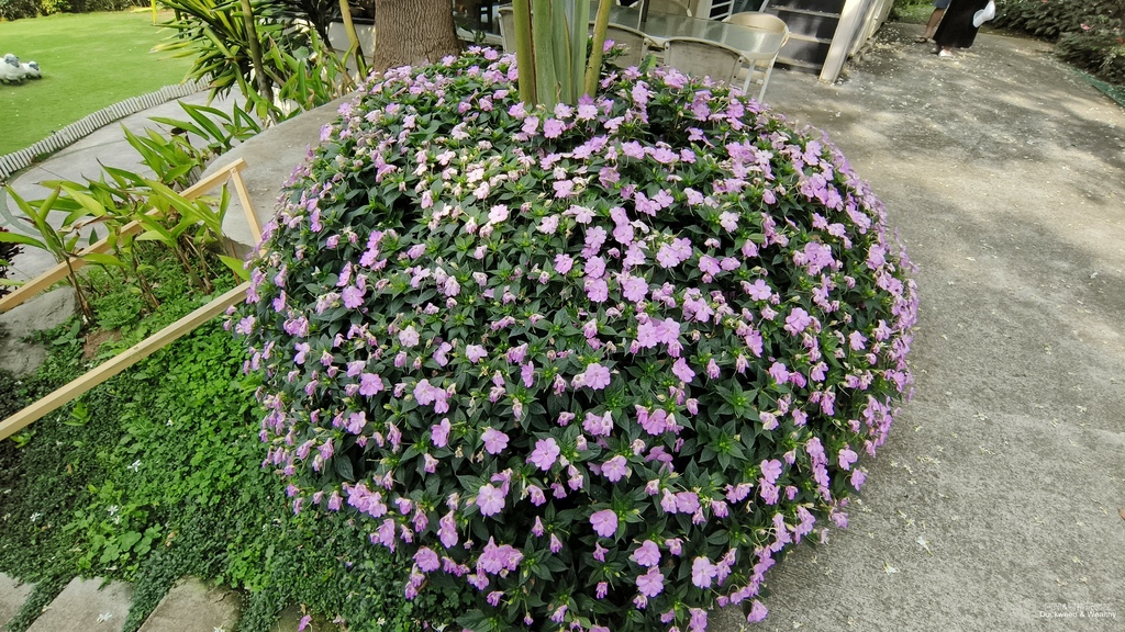 【嘉義景點】幸福山丘「花見幸福‧抵嘉桐聚」隆重登場┃IG熱門