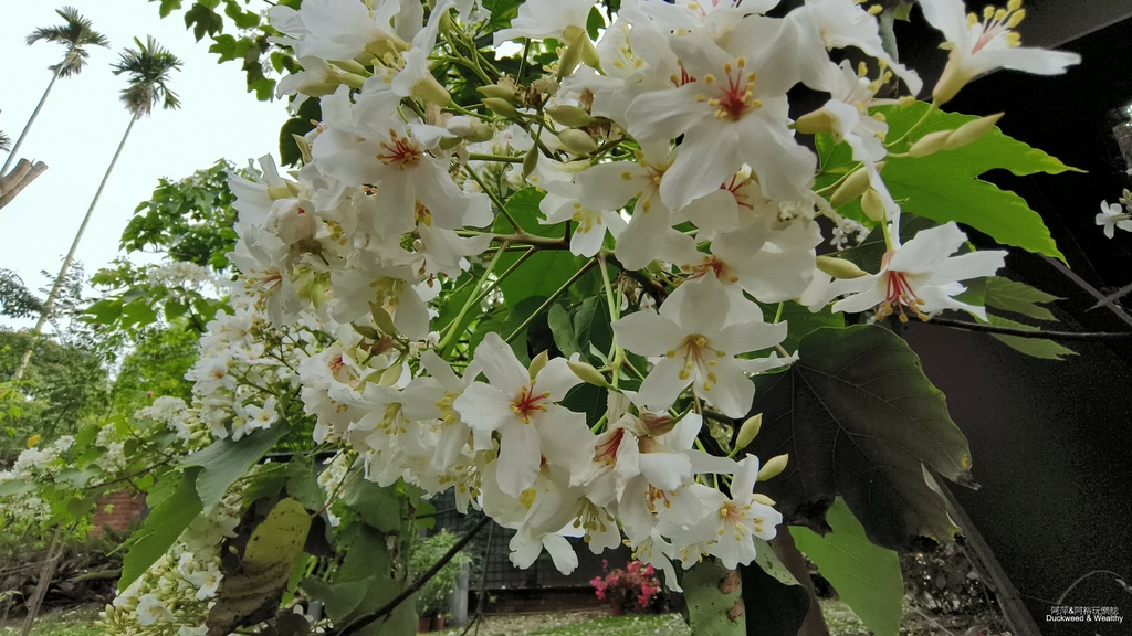 【嘉義景點】幸福山丘「花見幸福‧抵嘉桐聚」隆重登場┃IG熱門