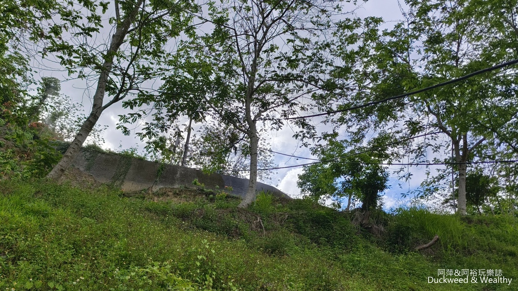【嘉義.竹崎】《阿拉伯粉紅村》賞花景點∣金針花x花旗木夢幻同