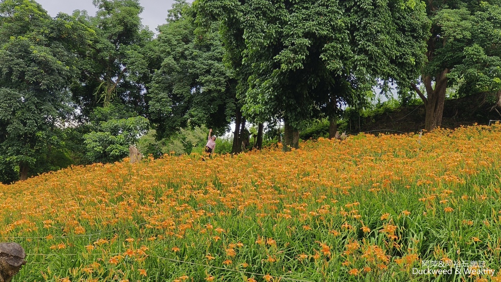 【嘉義.竹崎】《阿拉伯粉紅村》賞花景點∣金針花x花旗木夢幻同