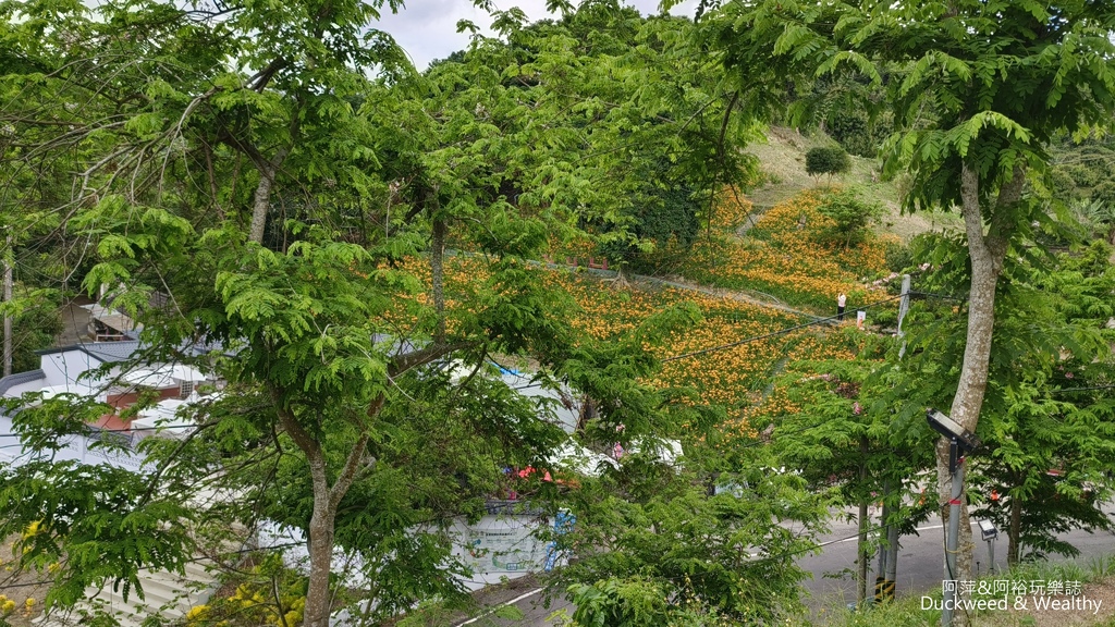 【嘉義.竹崎】《阿拉伯粉紅村》賞花景點∣金針花x花旗木夢幻同