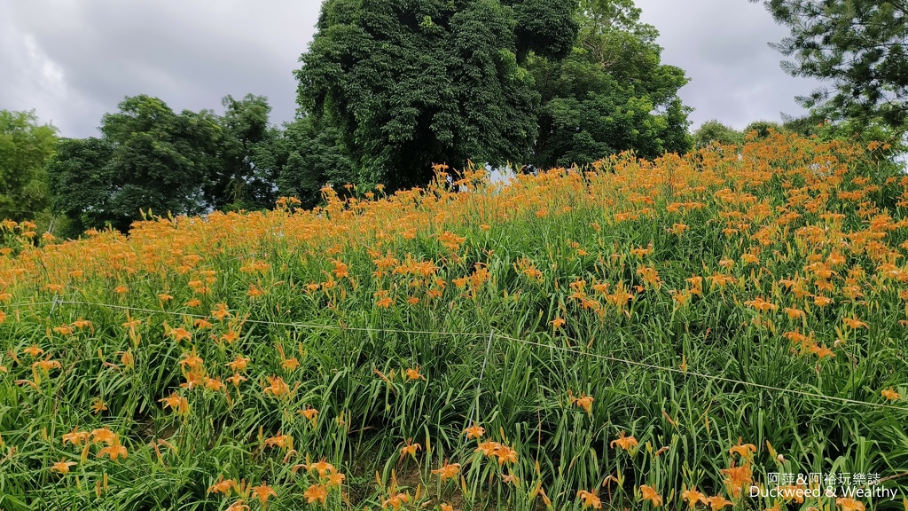 【嘉義.竹崎】《阿拉伯粉紅村》賞花景點∣金針花x花旗木夢幻同