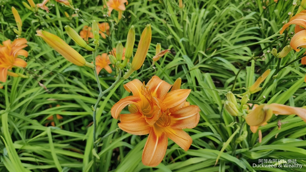 【嘉義.竹崎】《阿拉伯粉紅村》賞花景點∣金針花x花旗木夢幻同