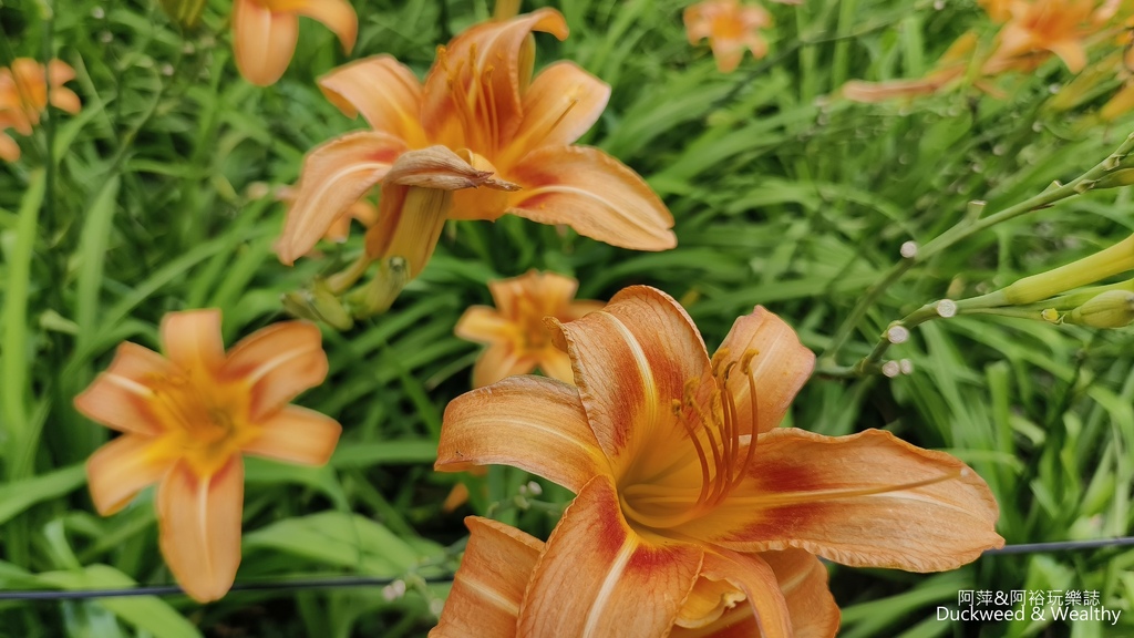 【嘉義.竹崎】《阿拉伯粉紅村》賞花景點∣金針花x花旗木夢幻同
