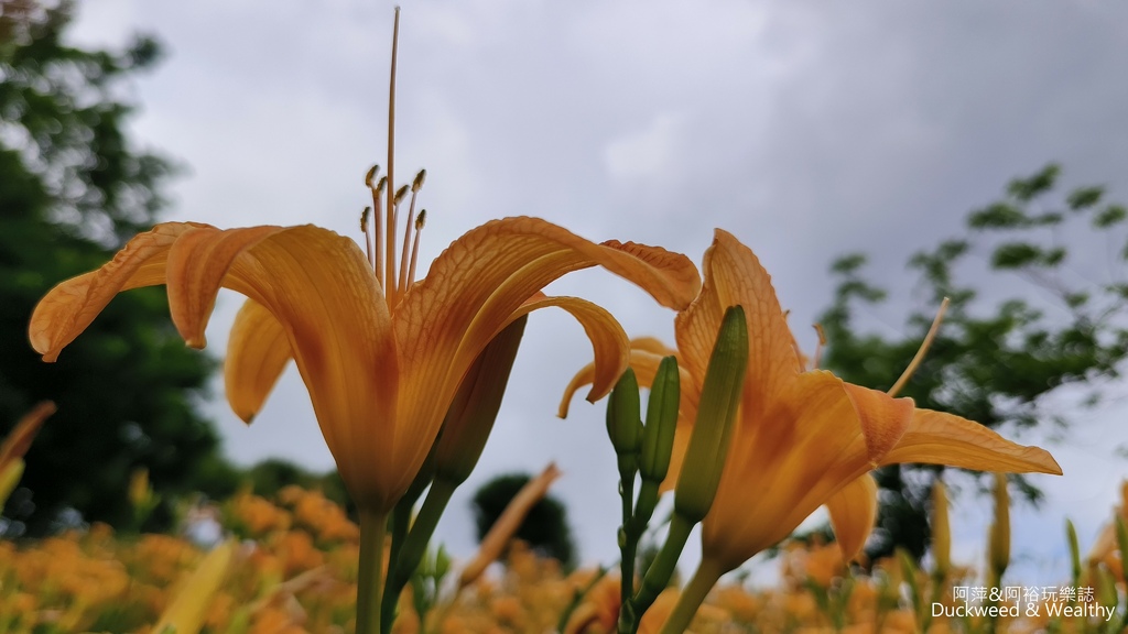【嘉義.竹崎】《阿拉伯粉紅村》賞花景點∣金針花x花旗木夢幻同