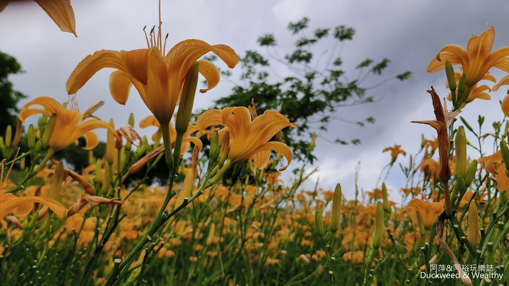 【嘉義.竹崎】《阿拉伯粉紅村》賞花景點∣金針花x花旗木夢幻同