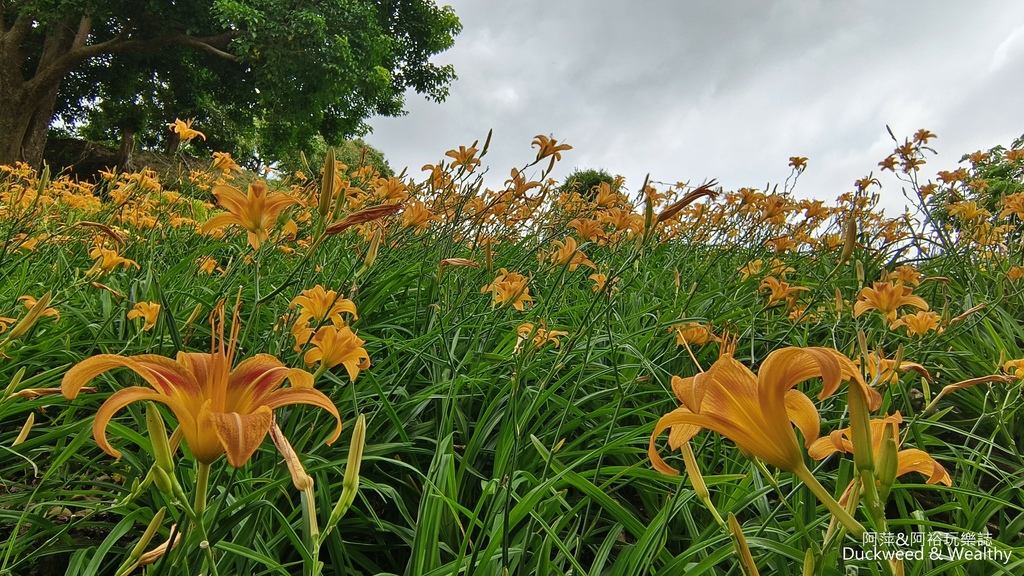 【嘉義.竹崎】《阿拉伯粉紅村》賞花景點∣金針花x花旗木夢幻同