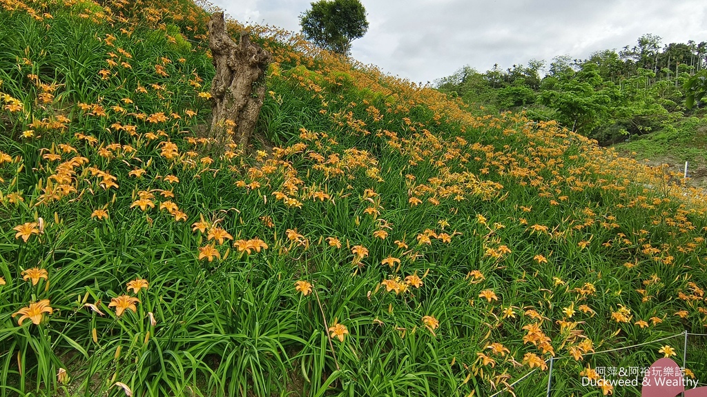 【嘉義.竹崎】《阿拉伯粉紅村》賞花景點∣金針花x花旗木夢幻同