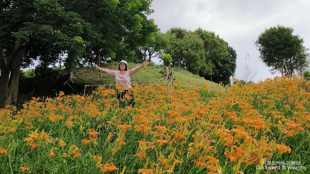 【嘉義.竹崎】《阿拉伯粉紅村》賞花景點∣金針花x花旗木夢幻同
