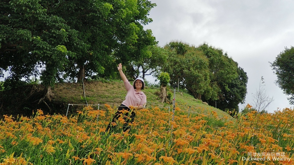 【嘉義.竹崎】《阿拉伯粉紅村》賞花景點∣金針花x花旗木夢幻同