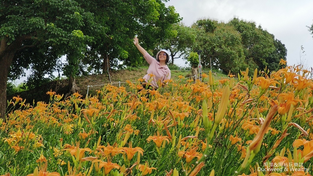 【嘉義.竹崎】《阿拉伯粉紅村》賞花景點∣金針花x花旗木夢幻同
