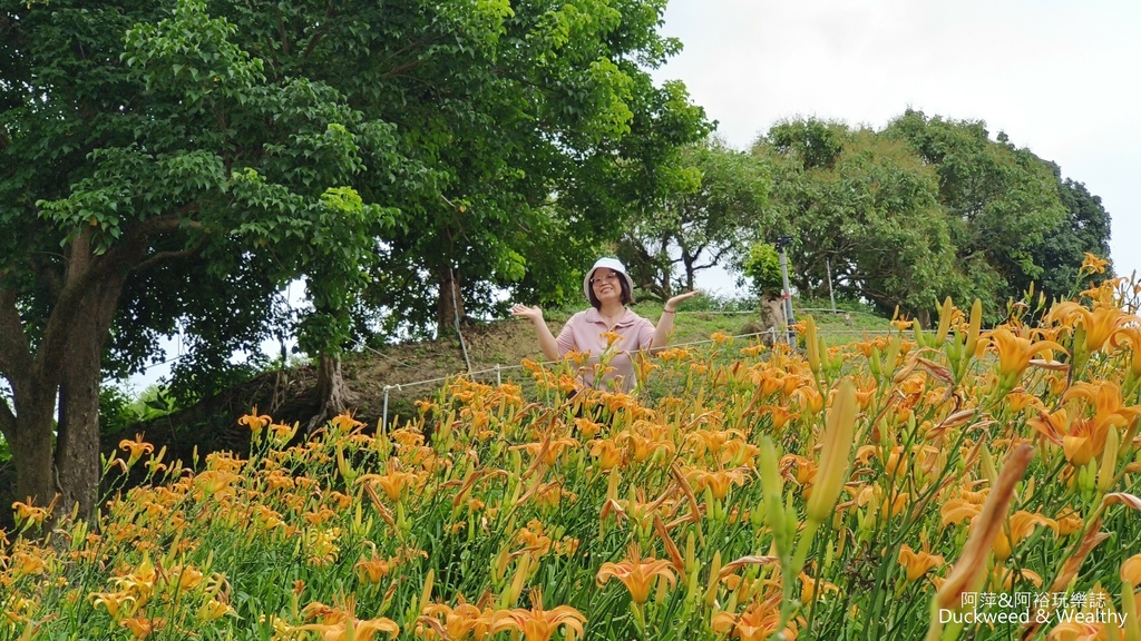 【嘉義.竹崎】《阿拉伯粉紅村》賞花景點∣金針花x花旗木夢幻同
