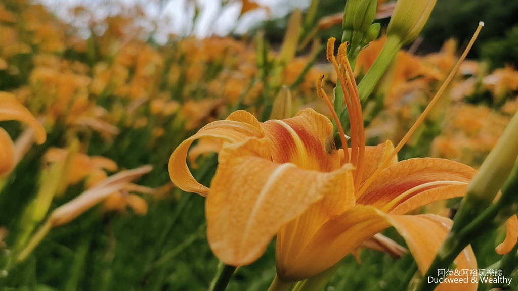 【嘉義.竹崎】《阿拉伯粉紅村》賞花景點∣金針花x花旗木夢幻同