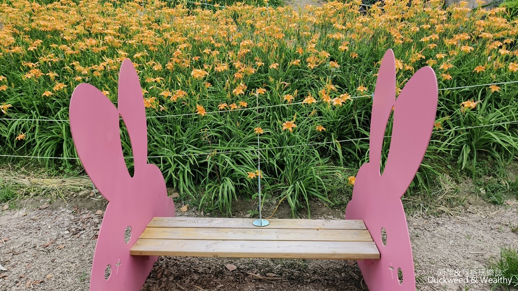 【嘉義.竹崎】《阿拉伯粉紅村》賞花景點∣金針花x花旗木夢幻同