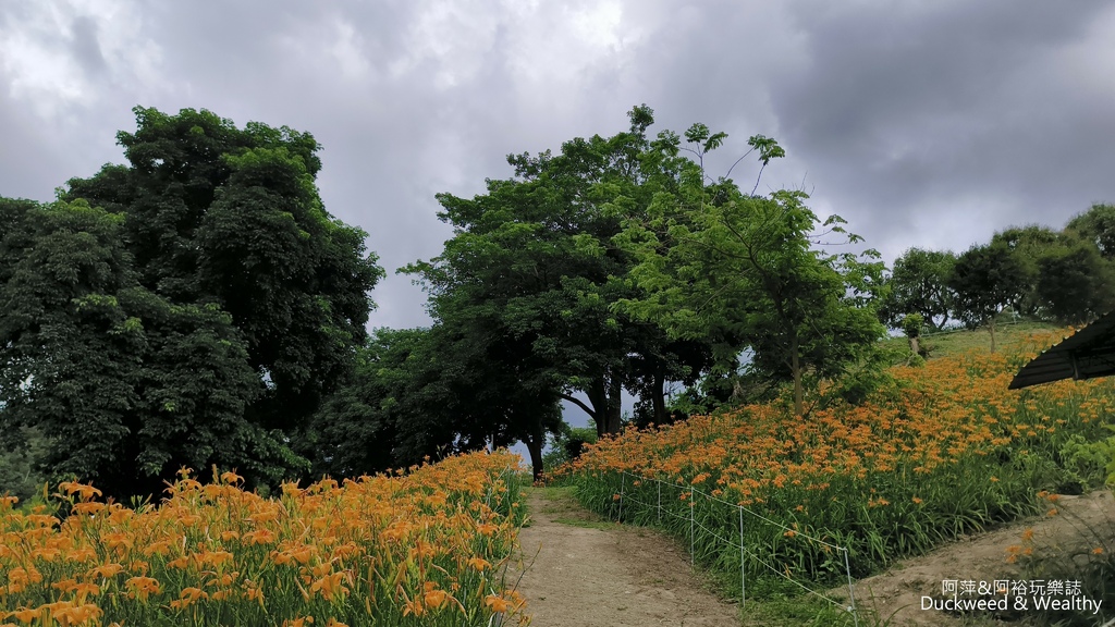 【嘉義.竹崎】《阿拉伯粉紅村》賞花景點∣金針花x花旗木夢幻同