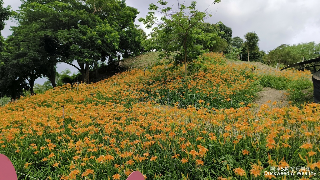 【嘉義.竹崎】《阿拉伯粉紅村》賞花景點∣金針花x花旗木夢幻同
