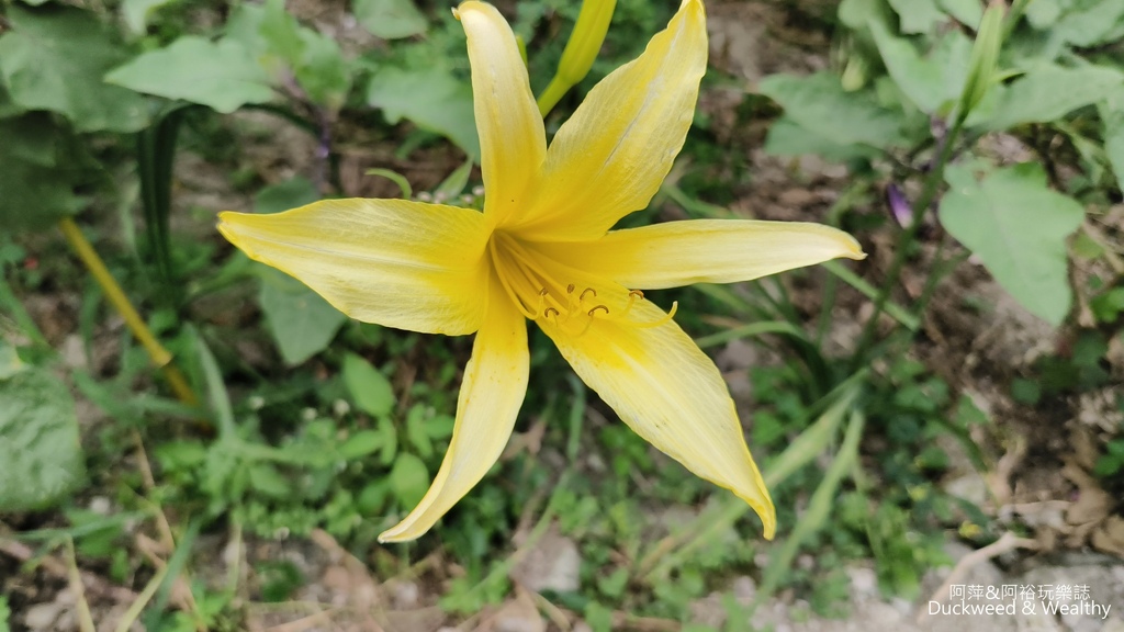 【嘉義.竹崎】《阿拉伯粉紅村》賞花景點∣金針花x花旗木夢幻同