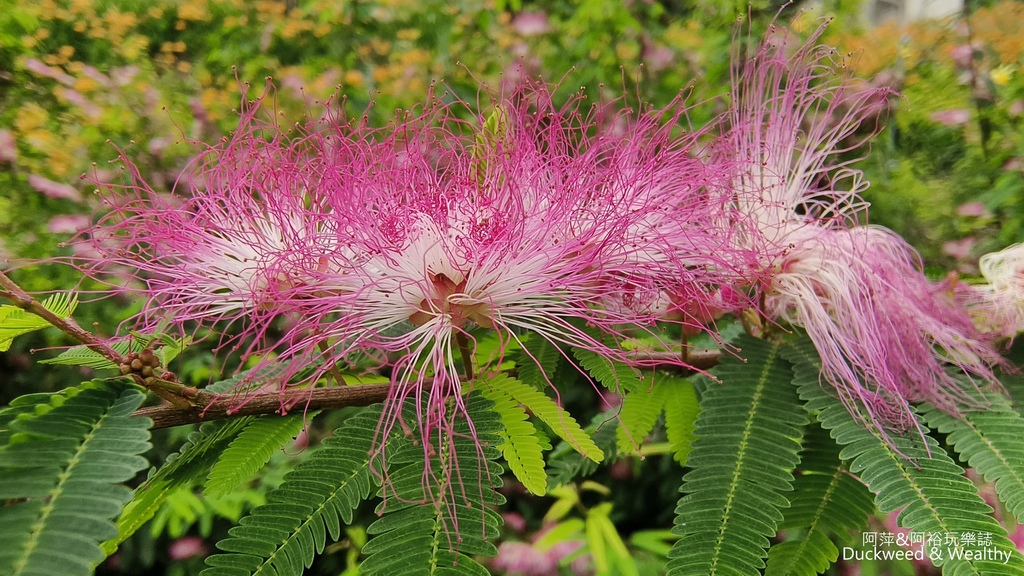 【嘉義.竹崎】《阿拉伯粉紅村》賞花景點∣金針花x花旗木夢幻同