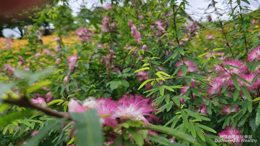 【嘉義.竹崎】《阿拉伯粉紅村》賞花景點∣金針花x花旗木夢幻同