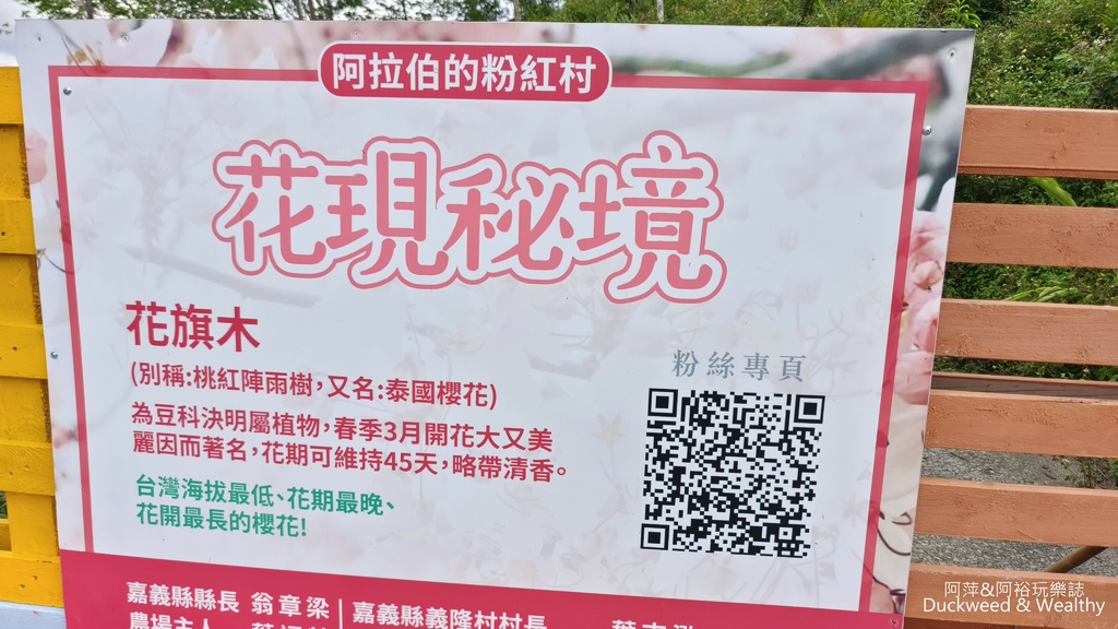 【嘉義.竹崎】《阿拉伯粉紅村》賞花景點∣金針花x花旗木夢幻同
