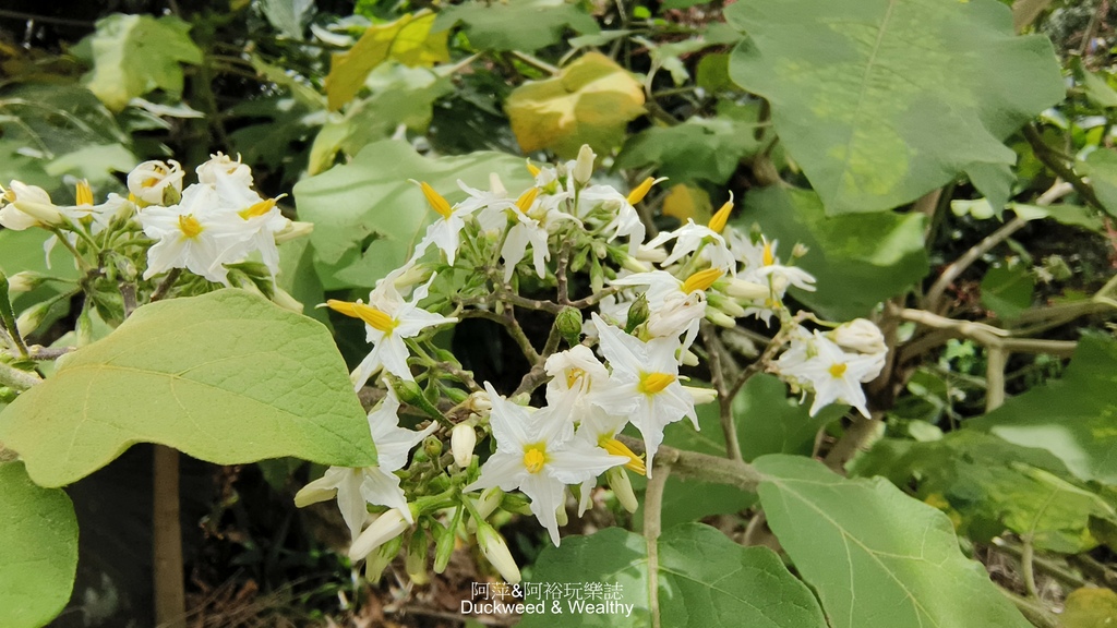 【嘉義.竹崎】《阿拉伯粉紅村》賞花景點∣金針花x花旗木夢幻同