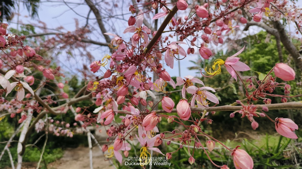 【嘉義.竹崎】《阿拉伯粉紅村》賞花景點∣金針花x花旗木夢幻同